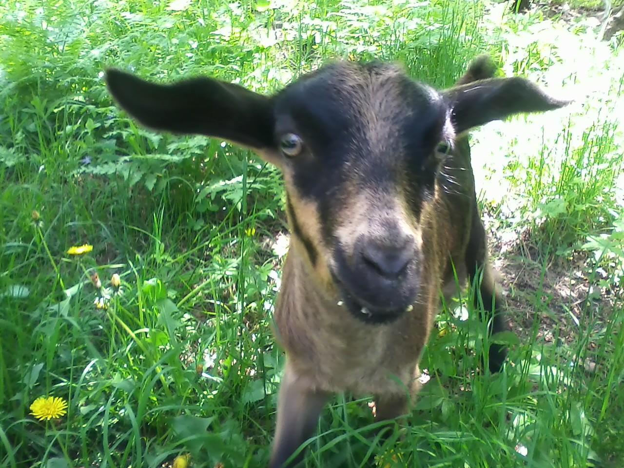 Six Goat Milk Soap Custom Natural Goat Milk Bar Soap Artisan Homemade Gift Soap