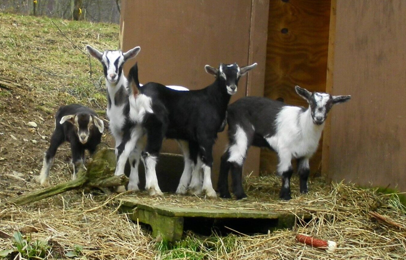 Sea Salt, Shea, Cocoa Butter Organic Goat Milk Soap Homemade Handmade