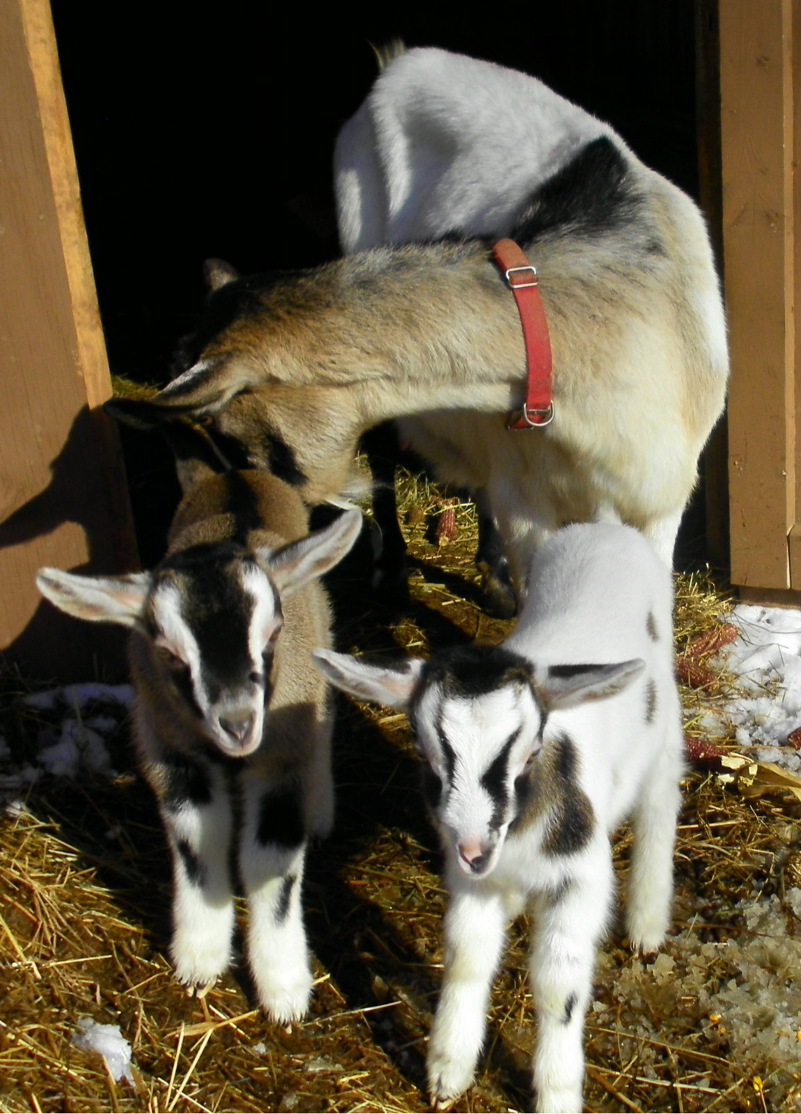 Six Goat Milk Soap Custom Natural Goat Milk Bar Soap Artisan Homemade Gift Soap