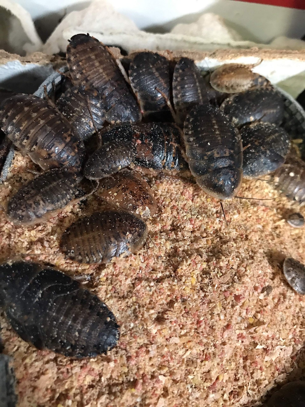 BadAssBugs™ 2LB Dubia Roach Chow Honey Horchata 2 Pound (Pack of 1)