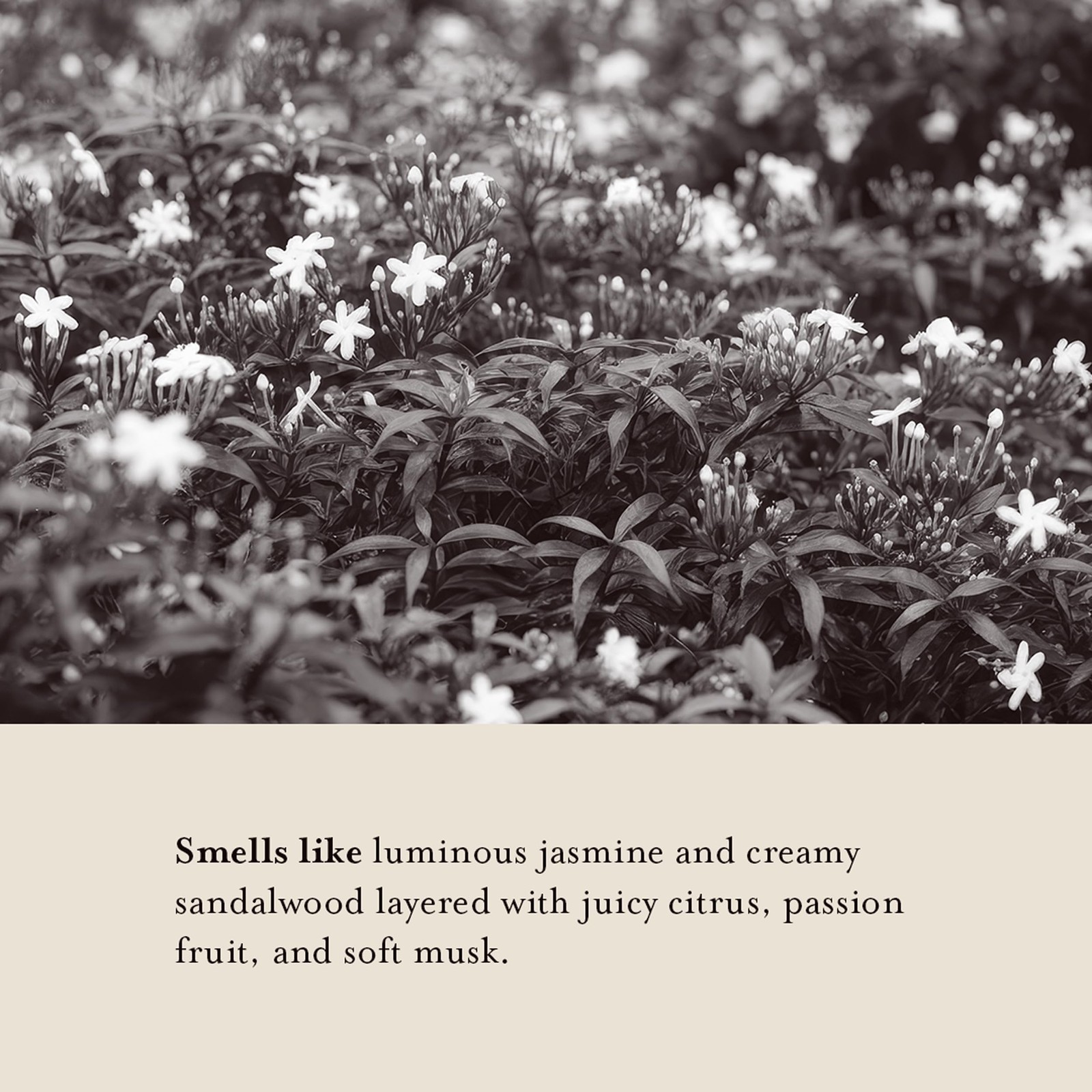 Hand Soap Refill Pouch – Jasmine & Santal– Liquid Hand Wash Refill, Eco-Frien…