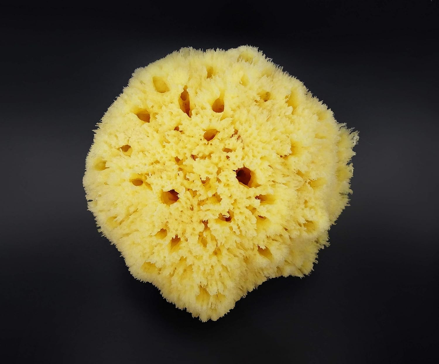 Real Sea Sponge for Men – Extra Large 6″-7″, Totally Natural, Kind on Black