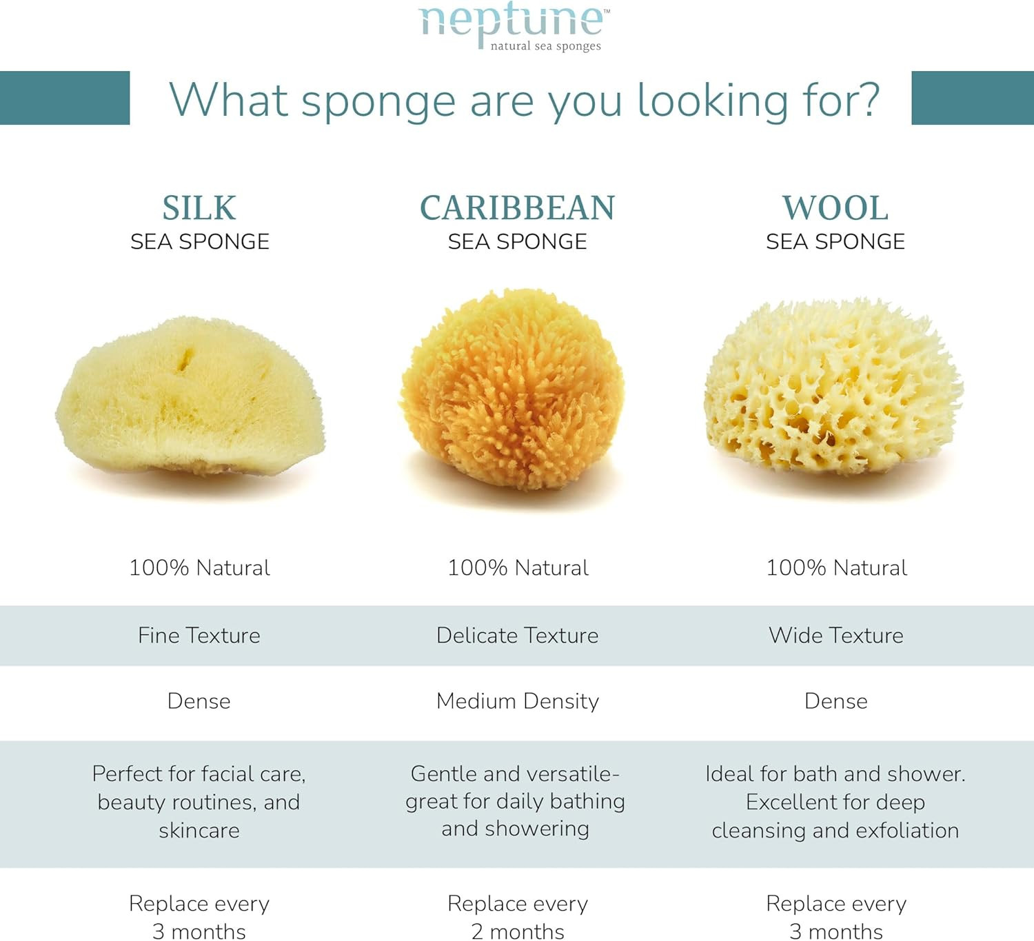 Caribbean Sea Sponge 2 Pack, Medium (Approx. 5-6 Inch), Hand Processed, Natural