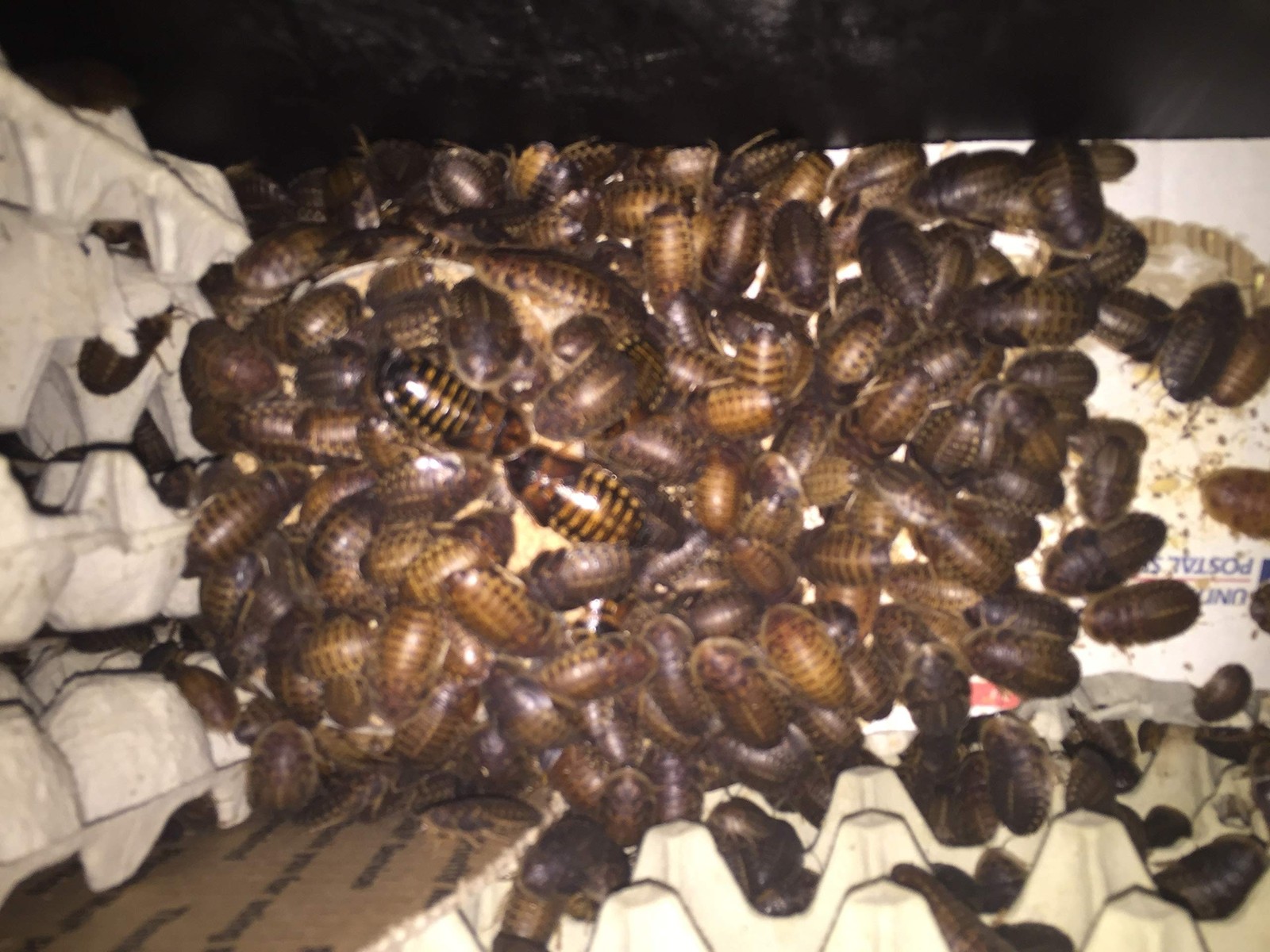 BadAssBugs™ 2LB Dubia Roach Chow Honey Horchata 2 Pound (Pack of 1)
