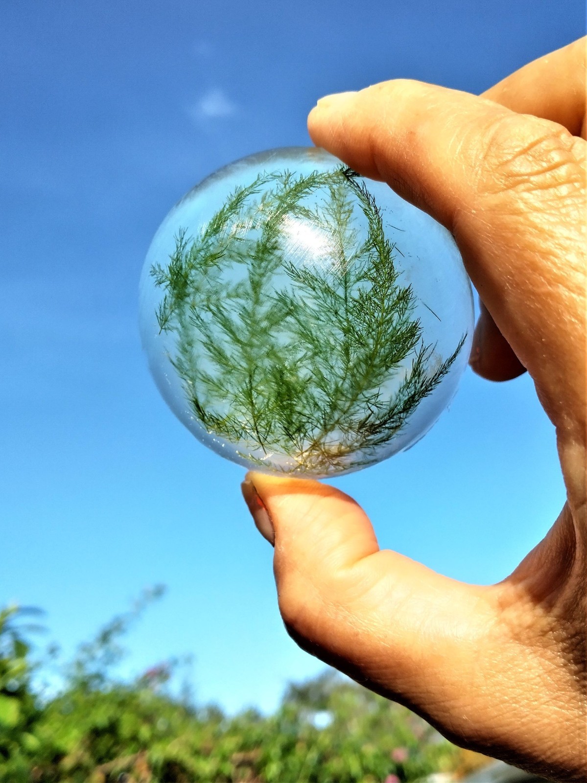 Forest Fern Botanical Soap Set 1 Pound Clear Glycerin Rounds Vegan, Unscented