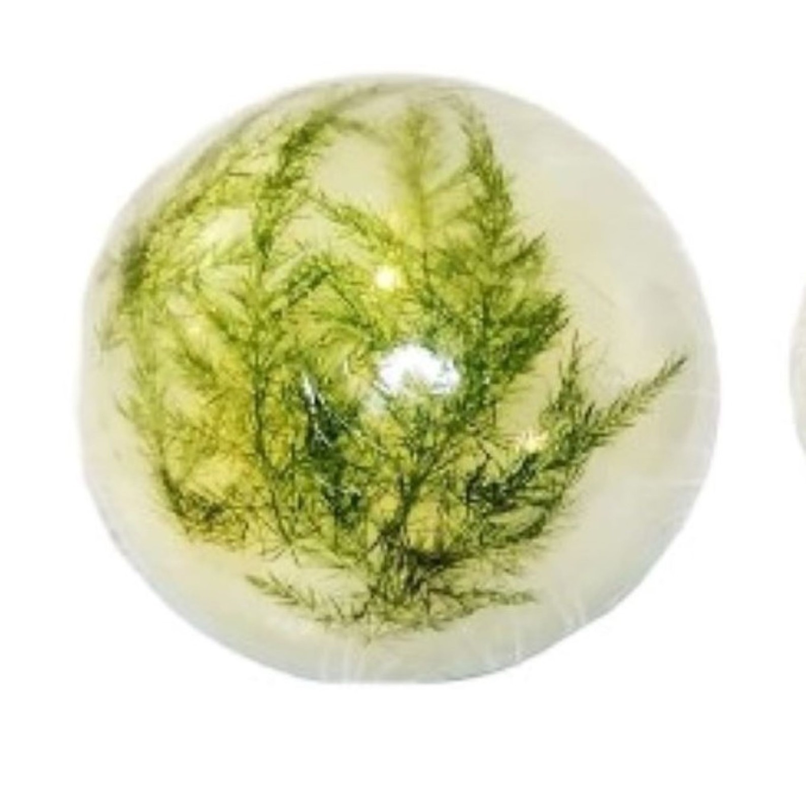 Forest Fern Botanical Soap Set 1 Pound Clear Glycerin Rounds Vegan, Unscented