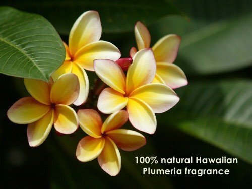 Kona Natural Body Care – Bar Soap Kukui Nut Oil & Mango Butter Soap