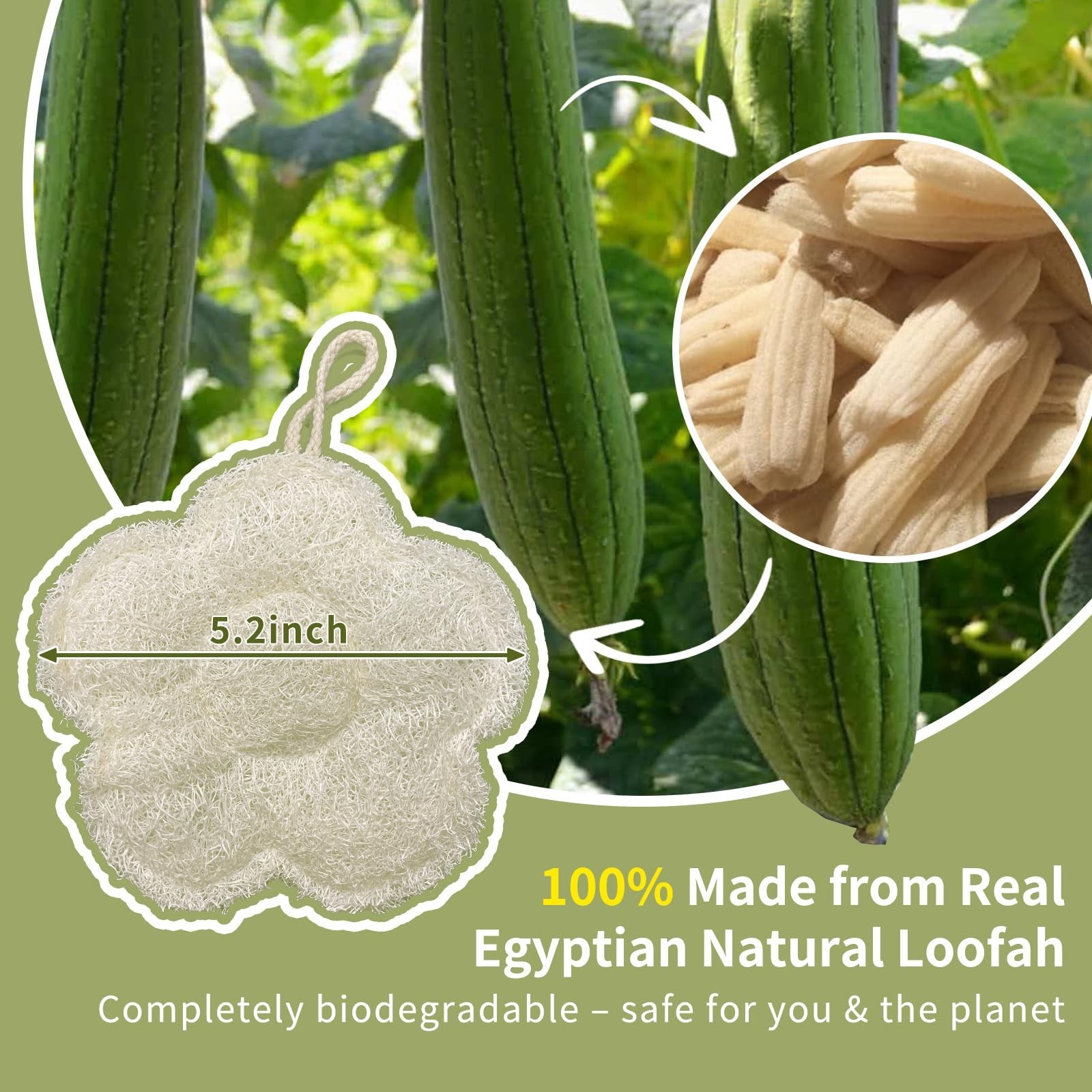 Travel Loofah Made from Real Egyptian Shower Loofah Spong Natural,Rough,Exfol…