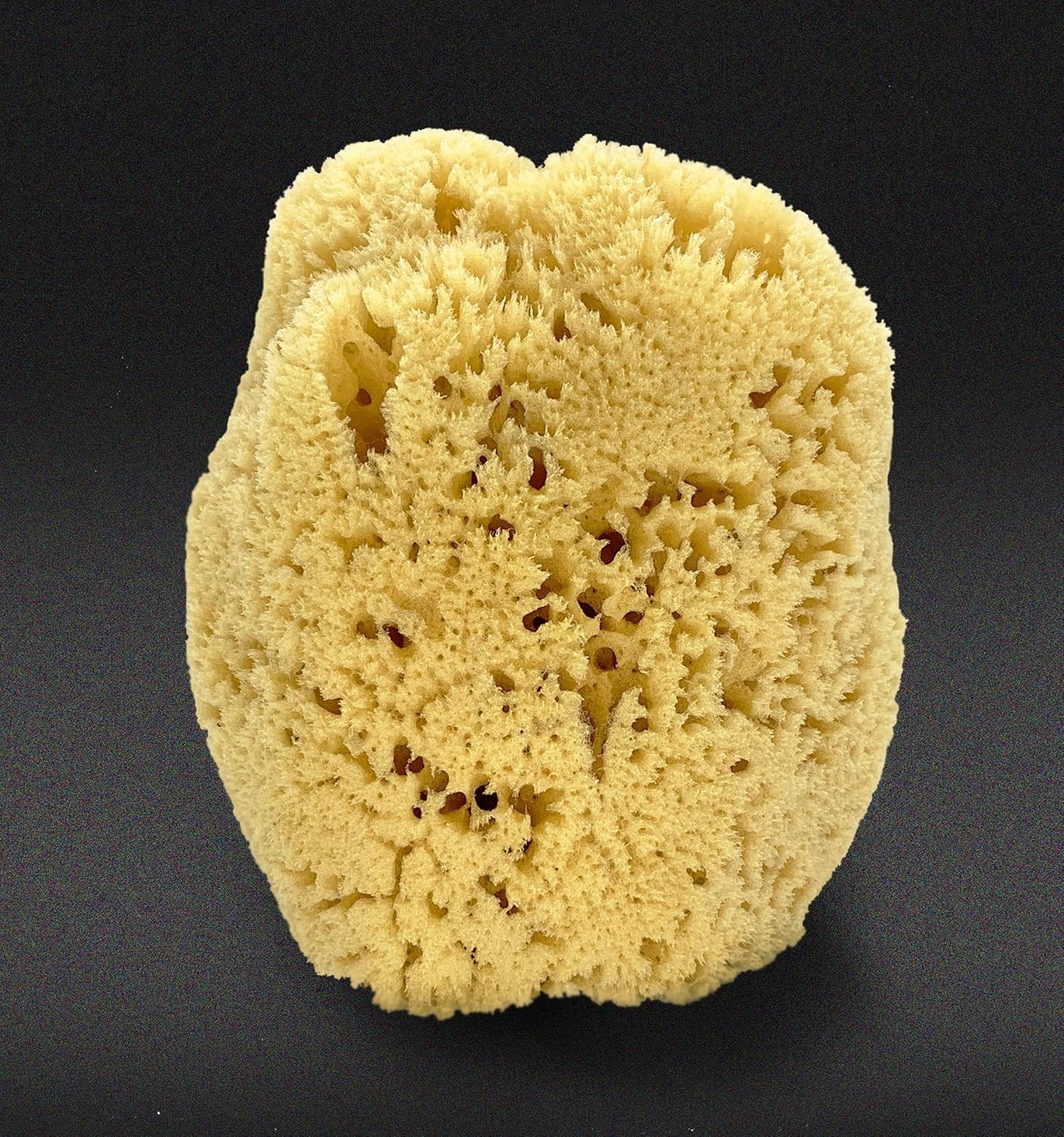 Real Sea Sponge for Men – Extra Large 6″-7″, Totally Natural, Kind on Black