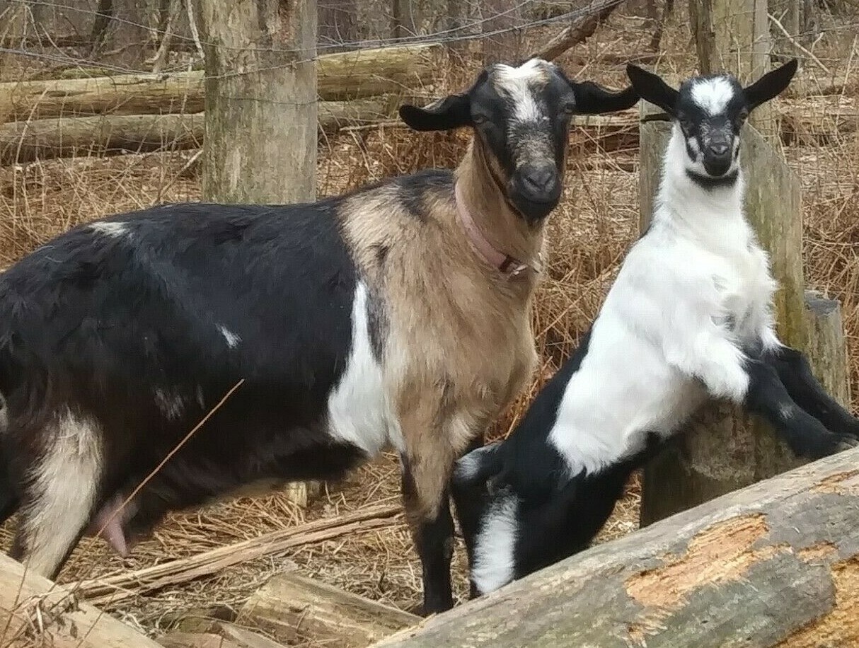 Six Goat Milk Soap Custom Natural Goat Milk Bar Soap Artisan Homemade Gift Soap