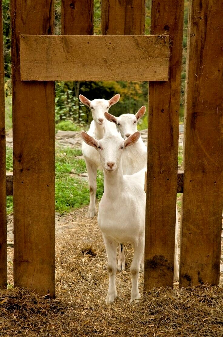 Goats Milk Pure Soap 100g Goat Dry sensitive skin UK Vegetarian Eczema psoriasis