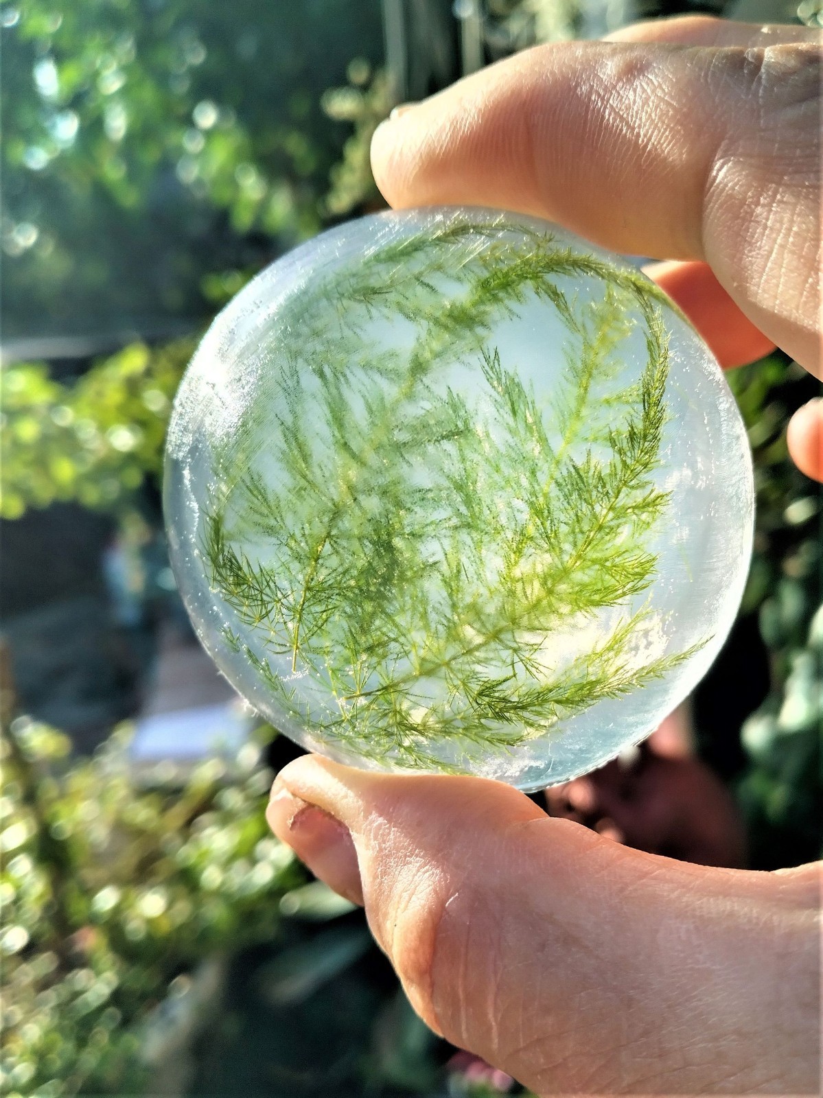Forest Fern Botanical Soap Set 1 Pound Clear Glycerin Rounds Vegan, Unscented