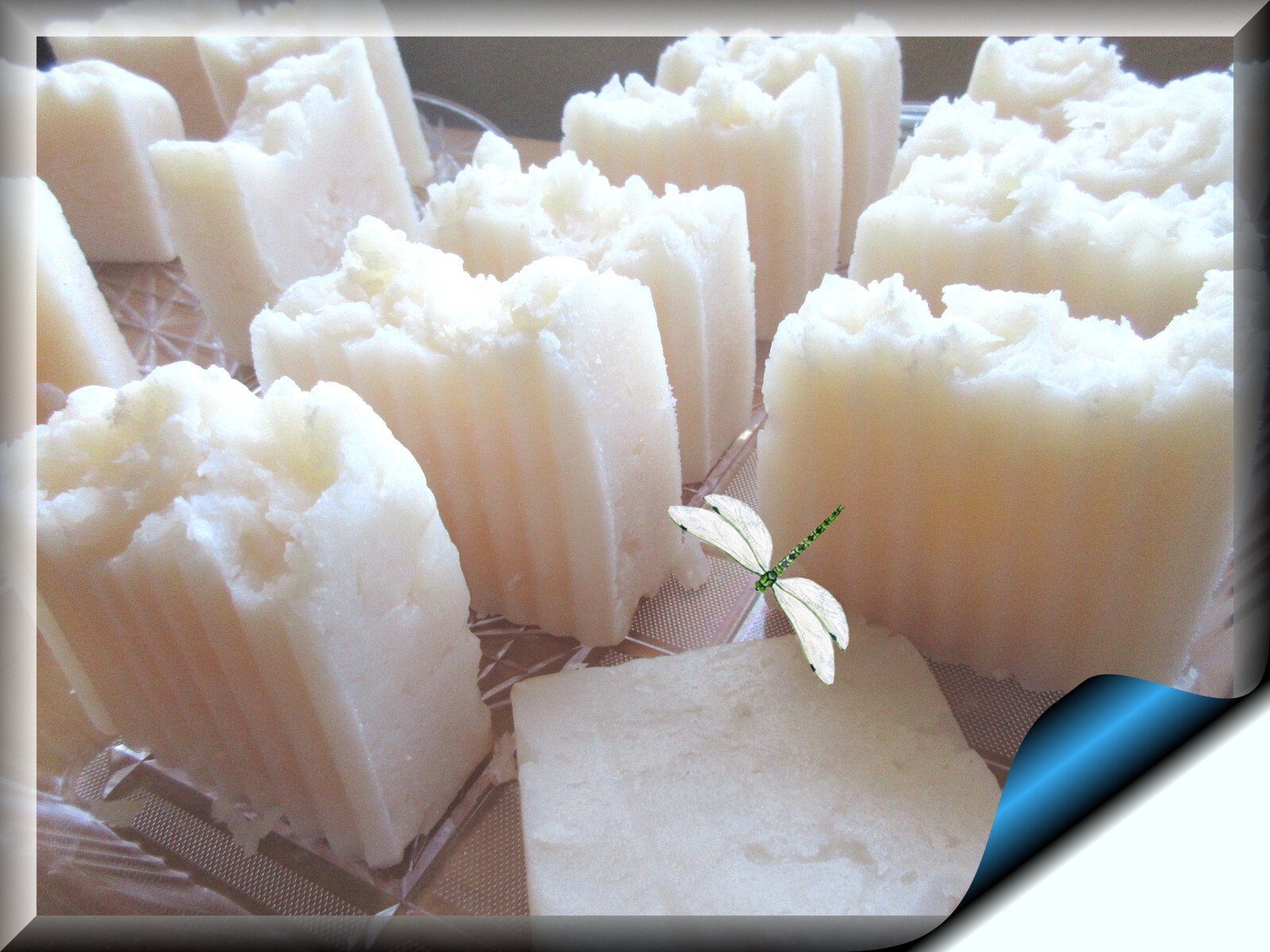 2 100% Organic Aloe Vera & Coconut Oil Shampoo & Body Bars UNSCENTED
