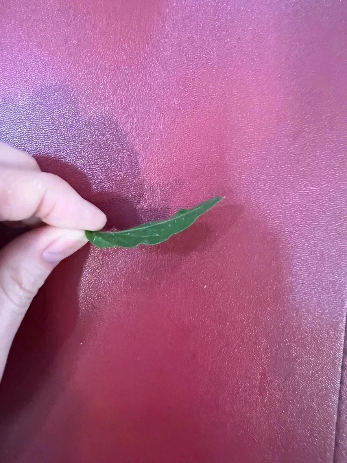 1 dried jasmine leaf on red font Oil Body Soap Bar, Help jock