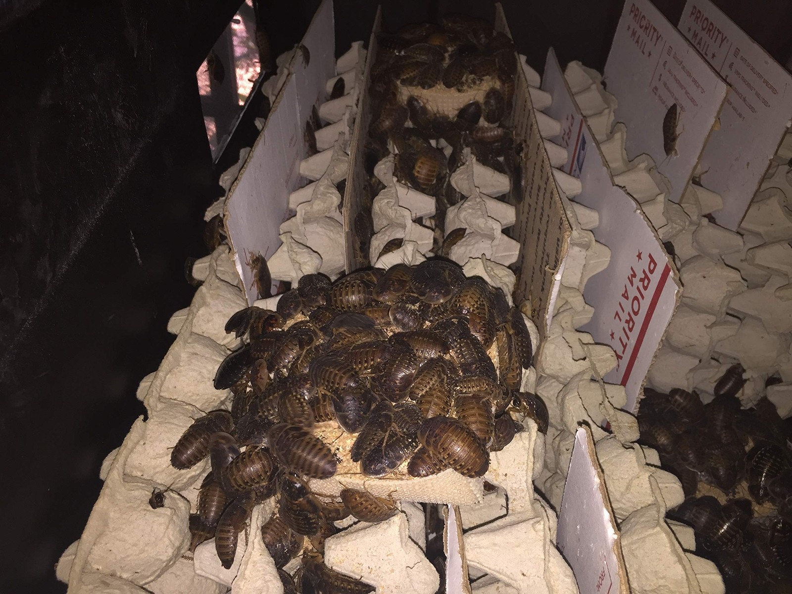 BadAssBugs™ 2LB Dubia Roach Chow Honey Horchata 2 Pound (Pack of 1)