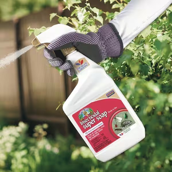 Bonide Captain Jack’s Insecticidal Super Soap, 32 oz. Ready-to-Use Spray Organic