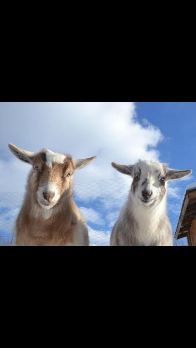 Homemade soap Goats Milk Shea Butter Virginia Yoni Bar PH Balance FREE SHIP