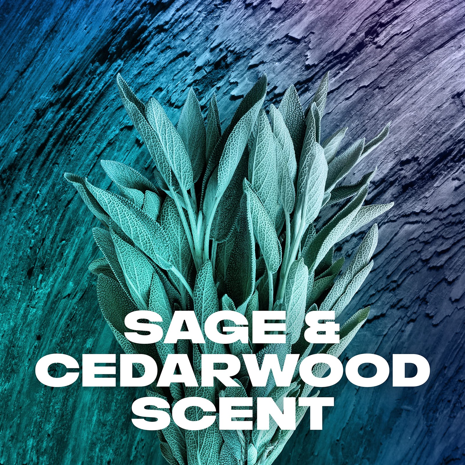 AXE Sage & Cedarwood Body Wash Apollo 4 Count for 16 Fl Oz (Pack of 4), BLACK