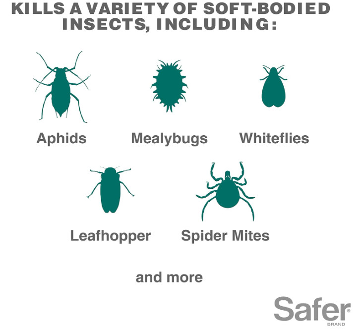 Insect Killing Soap Spray, Effective against Whiteflies, Thrips and Mealybugs