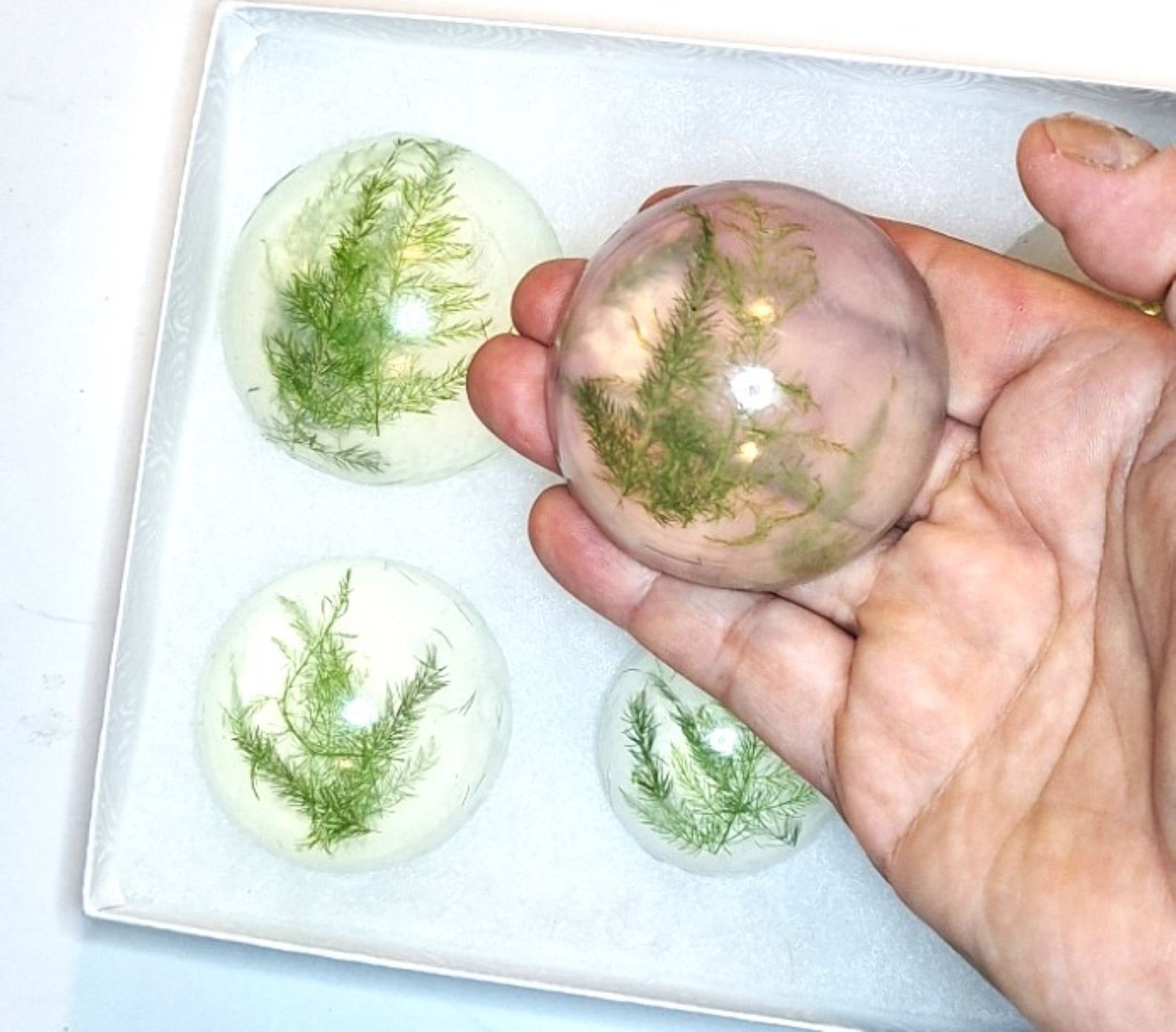 Forest Fern Botanical Soap Set 1 Pound Clear Glycerin Rounds Vegan, Unscented