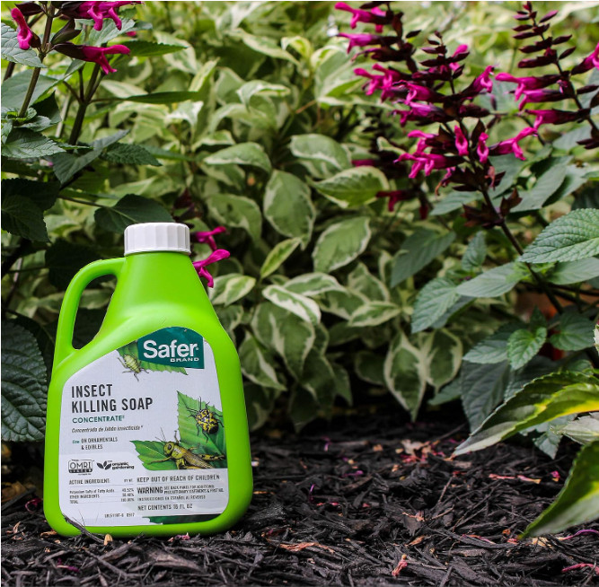Insect Killing Soap Spray, Effective against Whiteflies, Thrips and Mealybugs