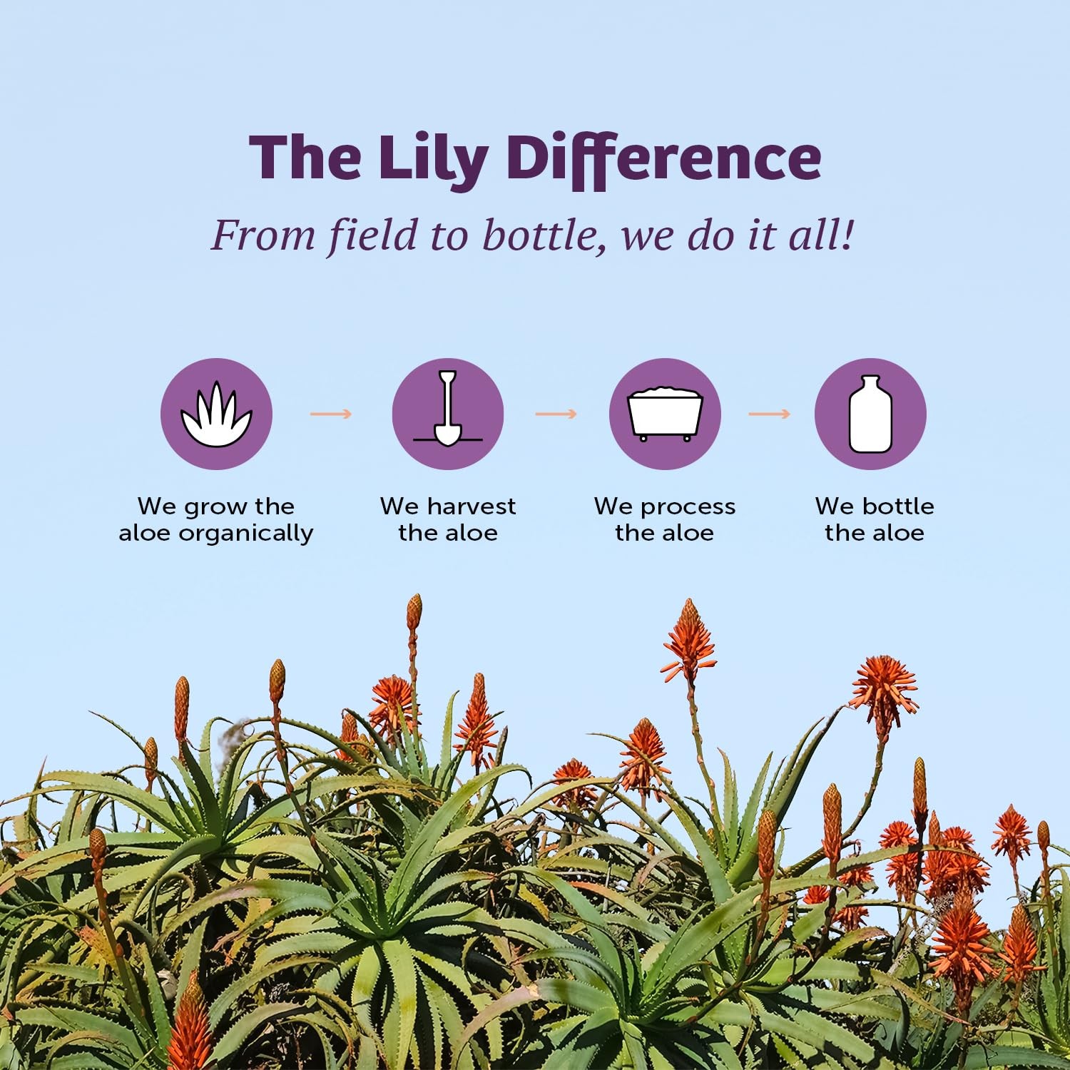 Lily Of The Desert Aloe Vera Gel, 32 Fl Oz (Pack of 1), Whole Leaf
