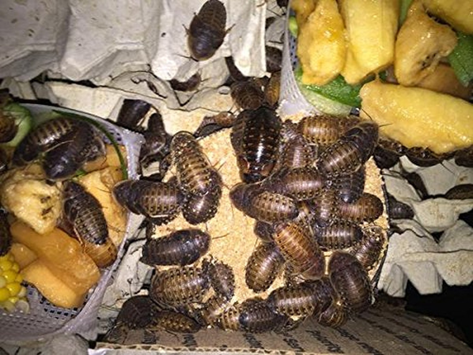 BadAssBugs™ 2LB Dubia Roach Chow Honey Horchata 2 Pound (Pack of 1)