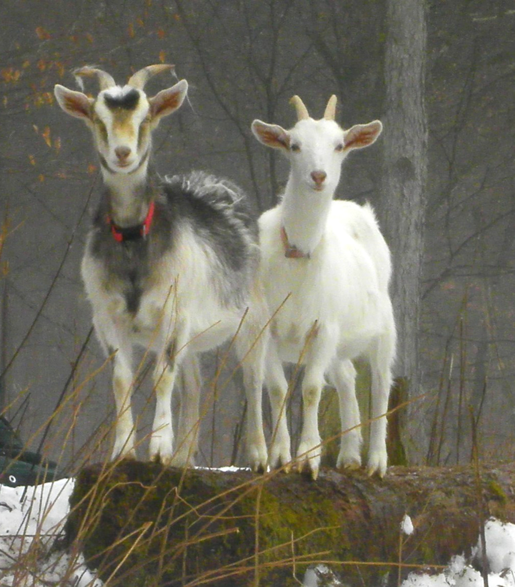 Herbal Goat Milk Soaps, Essentials and Herbs, Handmade