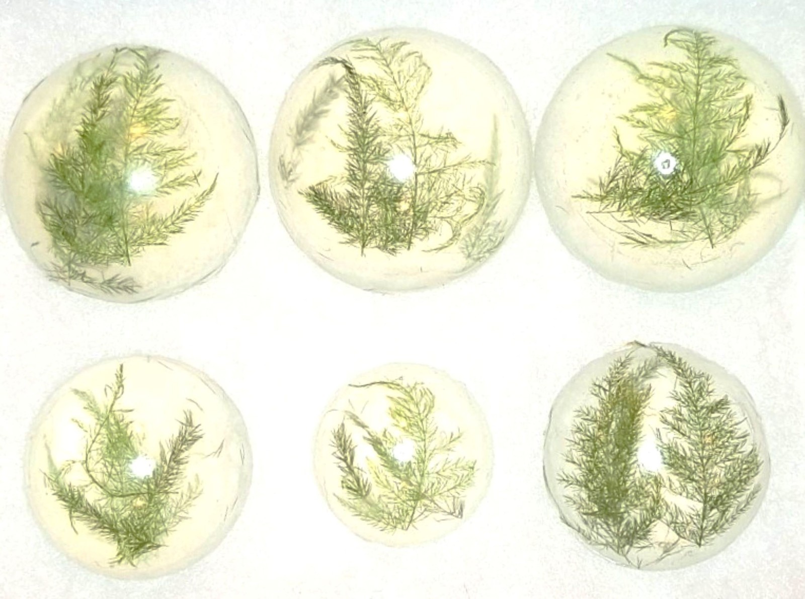 Forest Fern Botanical Soap Set 1 Pound Clear Glycerin Rounds Vegan, Unscented