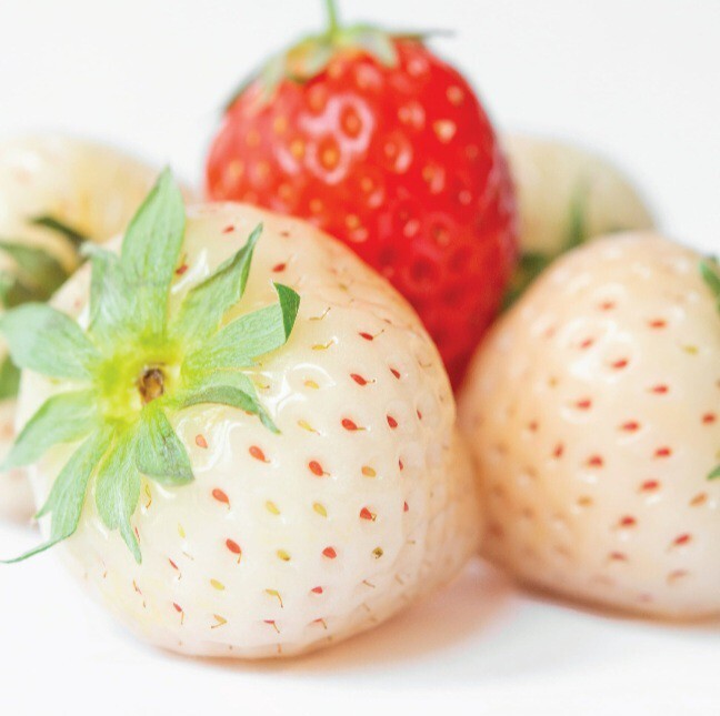 NEW! OLAY (6-BARS) 4 Oz. ●COOLING WHITE STRAWBERRY/MINT● Scented Fresh Outlast.