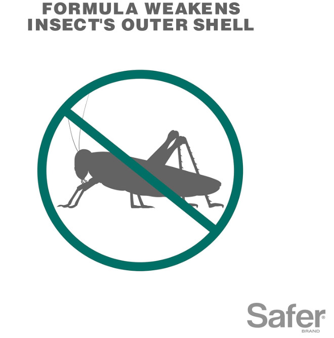 Insect Killing Soap Spray, Effective against Whiteflies, Thrips and Mealybugs